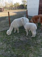 Alpaca merrietje, Dieren en Toebehoren, Overige Dieren, September