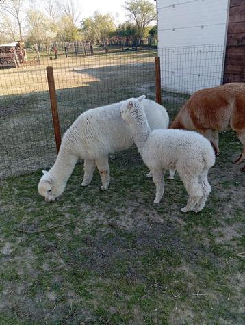 Alpaca merrietje, Septembre
