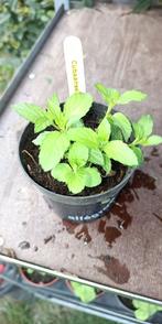 Cubaanse Mojitomunt, Ophalen of Verzenden, Zomer, Kruiden, Halfschaduw