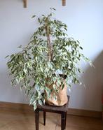Florerende Ficus benjamina (treurvijg), echte plant, Ficus, Moins de 100 cm, Enlèvement, Plante verte