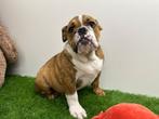 Engelse Bulldog pups, Dieren en Toebehoren, Honden | Bulldogs, Pinschers en Molossers, België, 8 tot 15 weken, CDV (hondenziekte)