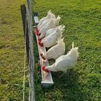 Poule de bresse, Dieren en Toebehoren, Pluimvee