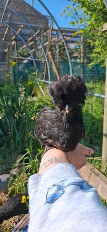Baardkuifhoen padua kriel hennetjes beschikbaar voor biedingen