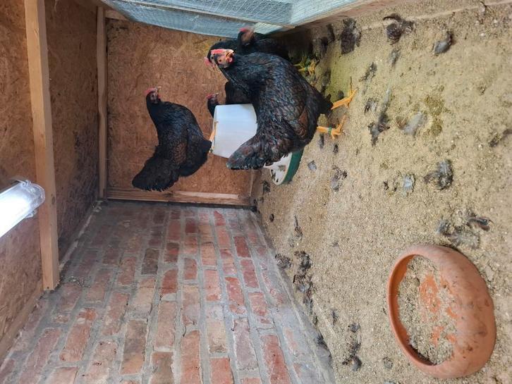 Barnevelder kriel hennen, Dieren en Toebehoren, Pluimvee, Kip, Vrouwelijk