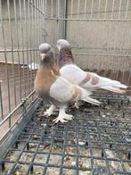 Mooi taklas limon -şekeri koppel, Dieren en Toebehoren