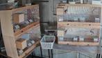 Kweekkooi 80 CM Hout, Dieren en Toebehoren, Ophalen, Zo goed als nieuw, Hout