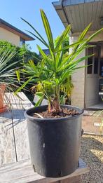palmboom trachycarpus fortunei, Jardin & Terrasse, Plantes | Arbres, En pot, Moins de 100 cm, Enlèvement, Ombre partielle