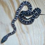 Korenslang 9 maand, Scaleless Anery LAATSTE., Dieren en Toebehoren, Slang, Tam, 0 tot 2 jaar