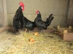 Mooie trio friese hoeders krielen, Dieren en Toebehoren, Pluimvee, Meerdere dieren, Kip