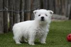Westie pups met stamboom (West highland white terriër), België, Overige rassen, CDV (hondenziekte), 8 tot 15 weken