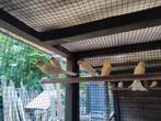 Jonge kanaries, Dieren en Toebehoren, Vogels | Kanaries