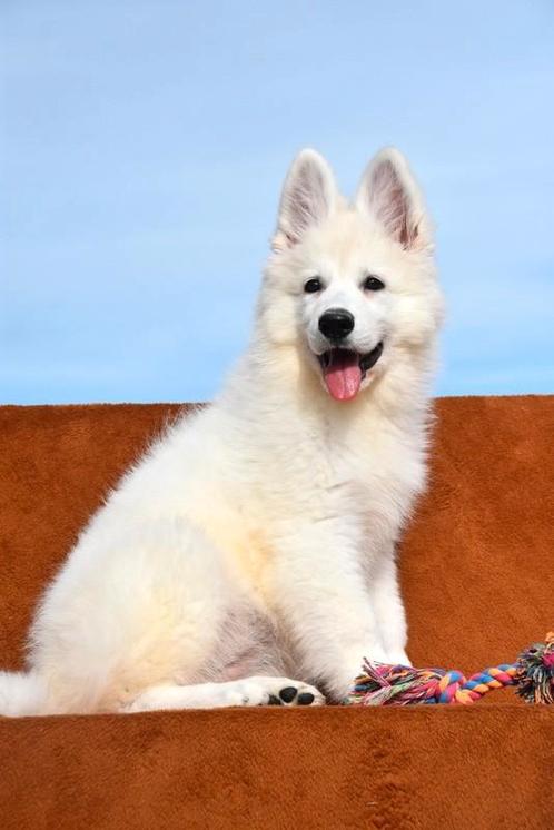 Heel mooie Zwitserse Witte Herder pup, Dieren en Toebehoren, Honden | Herdershonden en Veedrijvers, Meerdere dieren, Herder, Fokker | Professioneel