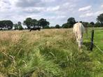 Weide met piste, Dieren en Toebehoren, Stalling en Weidegang, Weidegang, 1 paard of pony