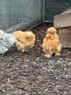 USA eijdehoender hennetjes, Femelle, Poule ou poulet