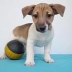 Jack Russell - Belgische pups te koop, CDV (hondenziekte), Meerdere, 8 tot 15 weken, Meerdere dieren