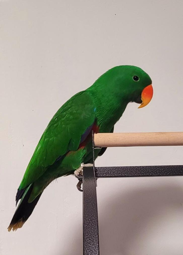 Edelpapegaai man van 1 jaar oud, praat, Dieren en Toebehoren, Vogels | Parkieten en Papegaaien, Papegaai, Mannelijk, Pratend, Tam