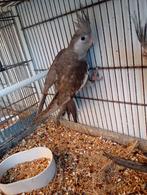 Handtamme valkparkieten, Dieren en Toebehoren