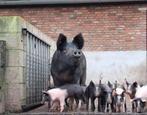 Prachtige biggen aangeboden!, Dieren en Toebehoren, Schapen, Geiten en Varkens, Meerdere dieren, Varken, 0 tot 2 jaar