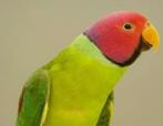Pruimkop pop / koppel, Dieren en Toebehoren, Vogels | Parkieten en Papegaaien, Vrouwelijk, Parkiet, Geringd