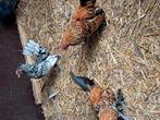 6 sibricht  en 2 sabelpoot, Dieren en Toebehoren, Pluimvee