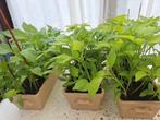Paprika  pepers  vles.chery.tros.tomaat auberjine, Jardin & Terrasse, Plantes | Jardin, Enlèvement ou Envoi, Plantes potagères