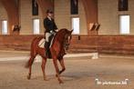 Lieve eerlijke merrie met top gangen, Dieren en Toebehoren, Dressuurpaard, 3 tot 6 jaar, L, 160 tot 165 cm