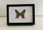 Kleurrijke nachtvlinder uit Madagascar in 3d lijst, Ophalen of Verzenden, Nieuw