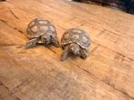 Juveniles Sulcata, Tortue, Avec terrarium, 0 à 2 ans