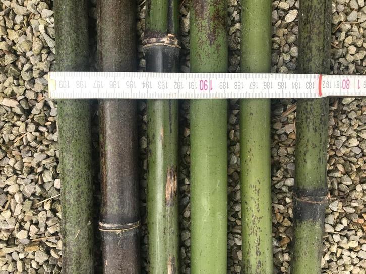 bamboestokken, Tuin en Terras, Bloembakken en Plantenbakken, Nieuw, Overige materialen, Binnen, Balkon, Tuin, 60 cm of meer, 100 cm of meer