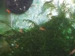 Oranje garnalen, Dieren en Toebehoren, Vissen | Aquariumvissen
