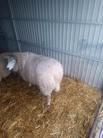 Schapen bok, Dieren en Toebehoren