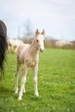 Pouliche Irish Cob PP Isabelle. Top mental !, Jument, Vermifugé, L, Cheval de récréation