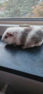 Caviazeugje, Cavia, Juli, Vrouwelijk, Tam