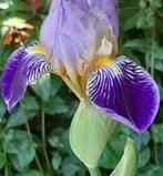 Iris de jardin germanica mauve et or - 4 tubercules, Plein soleil, Printemps, Enlèvement, Autres espèces