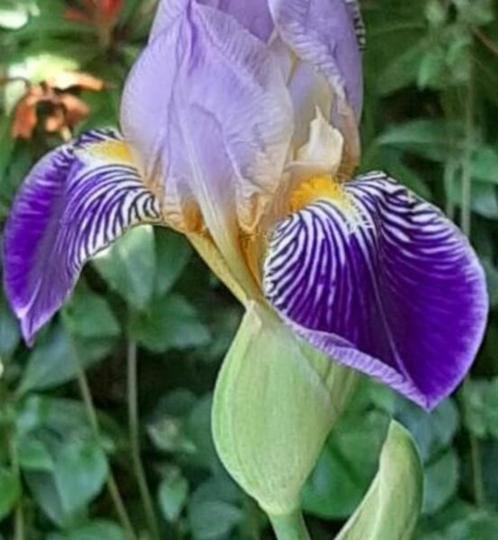 Iris de jardin germanica mauve et or - 4 tubercules, Jardin & Terrasse, Plantes | Jardin, Plante fixe, Autres espèces, Plein soleil