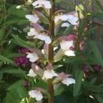 Acanthus vanaf 1,5 euro , lees beschrijving, Jardin & Terrasse, Plantes | Jardin, Autres espèces, Plein soleil, Été, Enlèvement