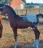 Zeer chique blanket appaloosa hengstenveulen, Dieren en Toebehoren, Paarden