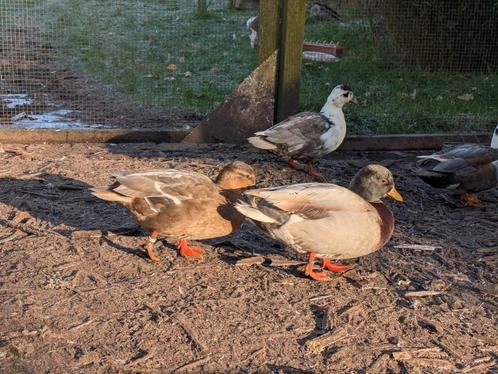 Broedeieren Kwakereenden, Dieren en Toebehoren, Pluimvee, Eend, Geslacht onbekend