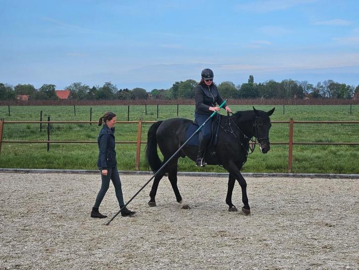 Braaf recreatie paard, Dieren en Toebehoren, Paarden, Ruin, B, 170 tot 175 cm, 11 jaar of ouder, Springpaard, Met stamboom, Gechipt