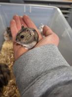 Jonge tamme Russische dwerghamsters beschikbaar, Animaux & Accessoires, Rongeurs, Hamster, Domestique