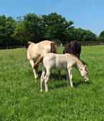 Bijzonder new forest hengstveulen, Dieren en Toebehoren, Gechipt, Niet van toepassing, Springpony, 0 tot 2 jaar