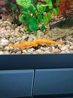 Gele algeneters, Dieren en Toebehoren, Vis, Zoetwatervis