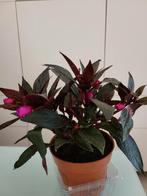 Impatiens, Ophalen