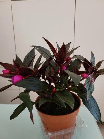 Impatiens  beschikbaar voor biedingen