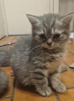 Britse korthaar bleu tabby, Poes, Gechipt, 0 tot 2 jaar