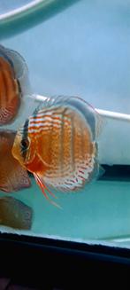 Wildvang tefe green en tefe spotted discus, Dieren en Toebehoren, Vissen | Aquariumvissen, Zoetwatervis, Schoolvis, Vis