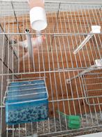 Jonge kanaries 2025, Dieren en Toebehoren, Ophalen