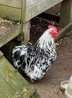 Cochin haantje, Mâle, Poule ou poulet