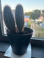 Trichocereus spachianus: Strong Cactus, Ophalen of Verzenden, Cactus