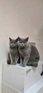 Britsekorthaar koppel, Plusieurs animaux, Vacciné, 0 à 2 ans